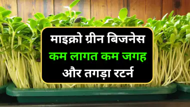 माइक्रोग्रीन बिजनेस कम लागत, कम जगह, और तगड़ा रिटर्